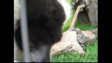 Момиче С Лемур