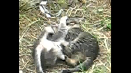 Игра С Котки