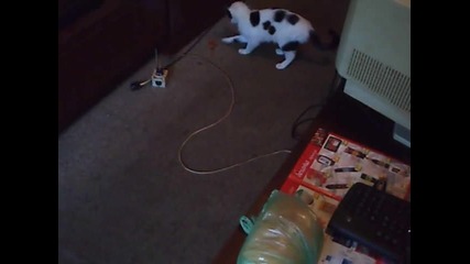 Котка Гони Чушка