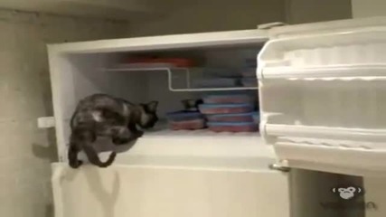 Котка отваря хладилник .