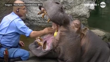 Хипопотам ходи на зъболекар всеки месец