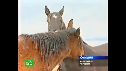 Карачаевски Коне