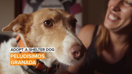 Adopt a Shelter Dog: What's better than a furry best friend for life?
