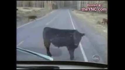 Крава На Пътя