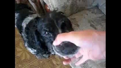 Това вече не е монтаж ! Куче прави истински бийтбокс ! 