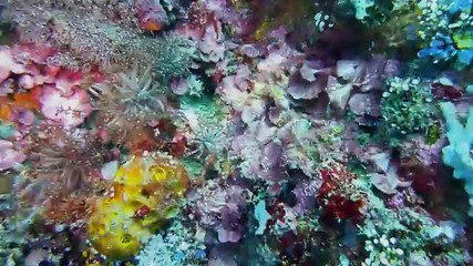 Diving magical Sogod Bay, Philippines (hd) 