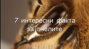 7 интересни факта за пчелите