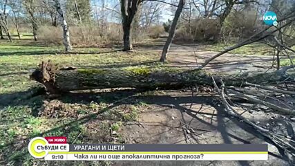 Щетите след ураганния вятър в София