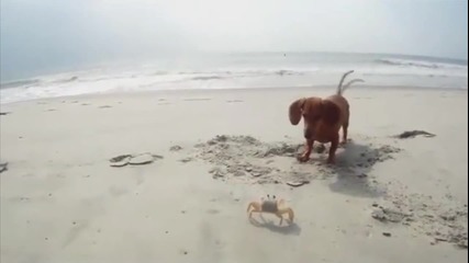 Куче срещу Рак на плажа
