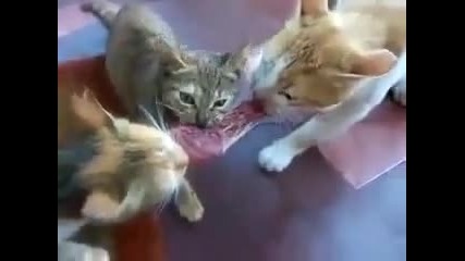 Две котета се карат третото печели