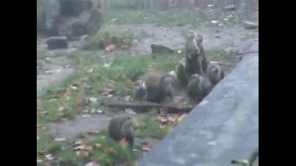 Явно са много любопитни ... 