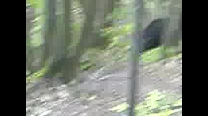ku4e drava i gligana