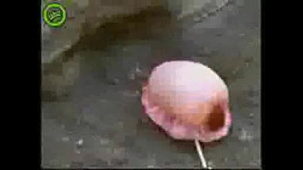 Странно животно избухва.avi