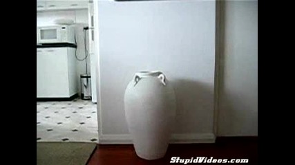 дебела котка влиза в ваза