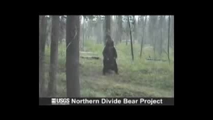 Dancing Bear