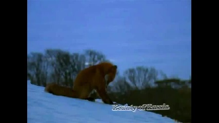 Красота! Земята от огън и лед. Русия , Камчатка 