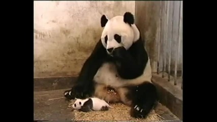 Смях!бебе панда киха и изплашва майка си :d 