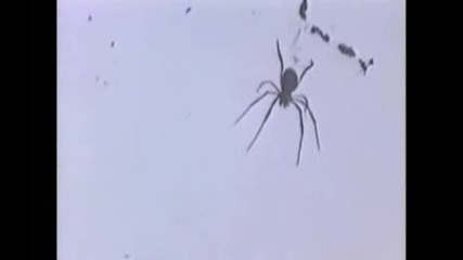 Смешки с животни