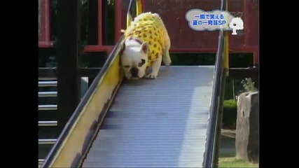 Куче се кефи