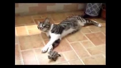 Котка и Костенурка