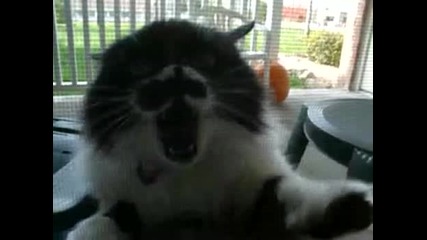 Много ядосана котка ! :дд 