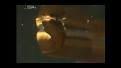 Най - Опасните животни в света Коста Рика ( World`s deadliest animals Costa Rica ) Част 2 