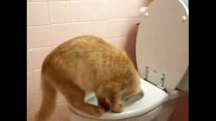 Глупаво Коте На Тоалетна