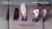 Откачени работи | Най-смешните домашни видеоклипове на Америка с животни | NG Wild Bulgaria