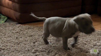 Kitty vs. pit Bull