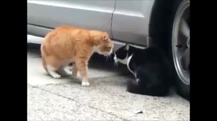 Epic Funny Cats 20 Minutes