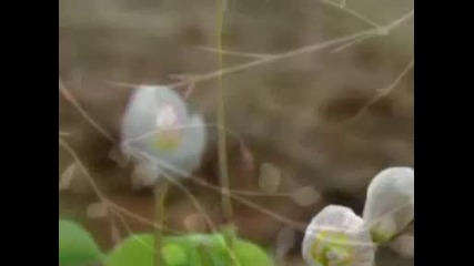 Лили Иванова Cuore