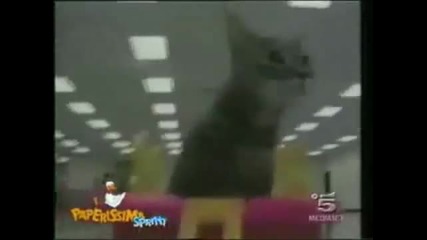 смешни котки