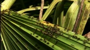 Мравки за ядене ("Без багаж")