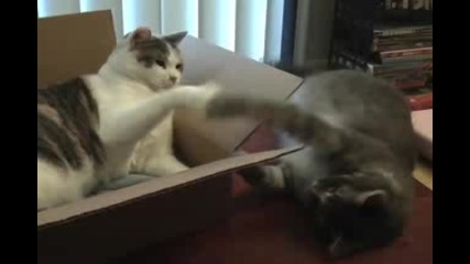 Смях! Мързеливи котки се излежават