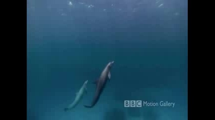 Удивителния Животински Свят В Океана 