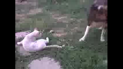 Dog And Cat In L0ve part 3