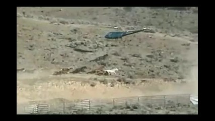 Run Horse Run [the Fence]