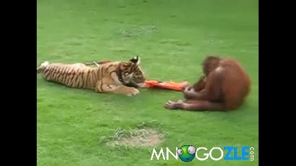 Тигър и Орангутан си играят