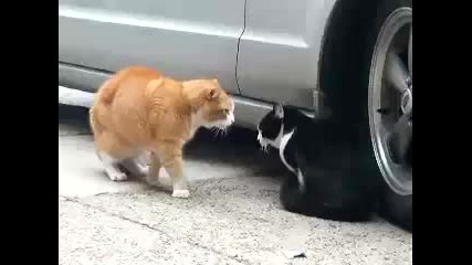 Котка не разбира от дума