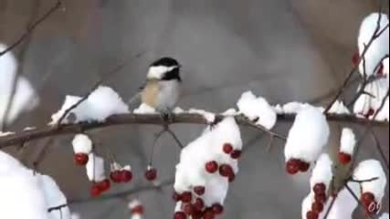 The Colors Of Winter - ( Relaxing music )