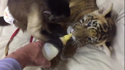 Невероятно приятелство - маймунка храни тигърче