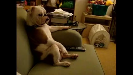 куче [гледа Tv] като шеф ;