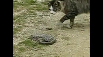 Котката или змиътъ :) 