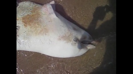 Мъртво делфинче изхвърлено на брега на морето ( Шкорпиловци) 
