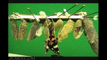 Painted Lady Butterflies Develop, Emerge in Time Lapse 