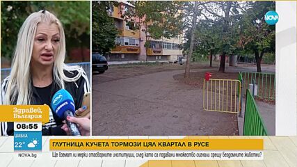 Бездомни кучета тормозят живеещите в няколко блока в Русе