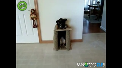 Куче готово за обяд