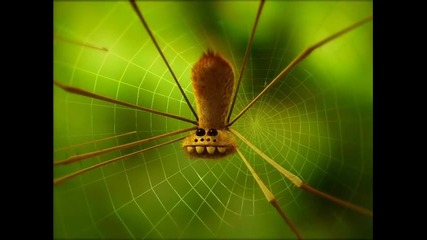 Minuscule.s01e01