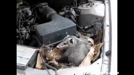 Какво Ли Има Под Капака