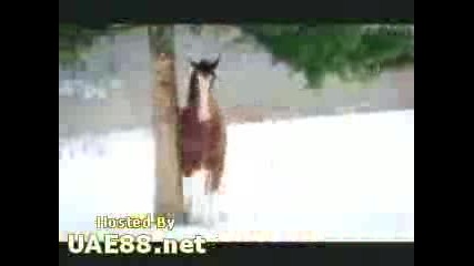 Отмъщение